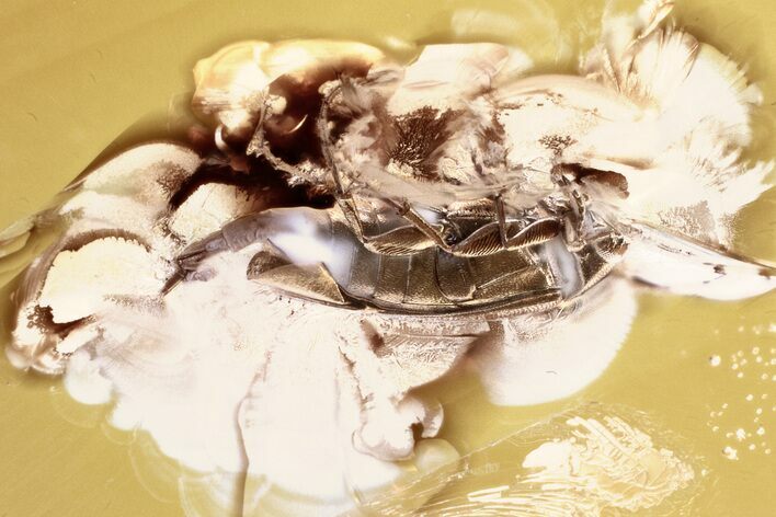 Fossil False Darkling Beetle (Melandryidae) in Baltic Amber #343323